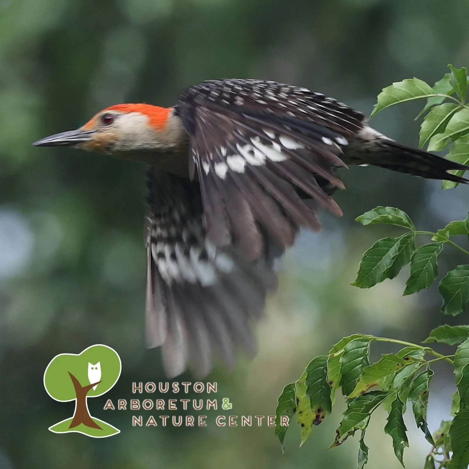 Houston-Arboretum-and-Nature-Center_Mobile_ET