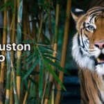 Houston-Zoo_Desktop_ET