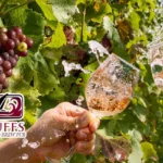 Lavaca-Bluffs-Vineyard-_-Winery_Desktop_ET