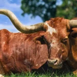 Longhorn-Realty_Desktop_ET