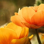 McAllen-Nature-Center_Desktop_ET