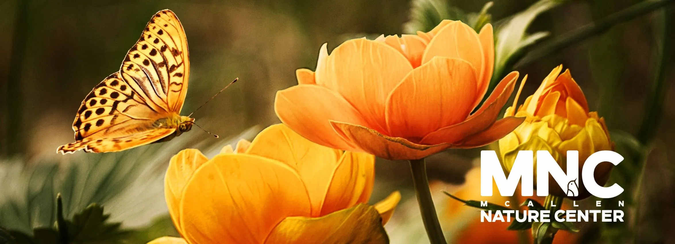McAllen-Nature-Center_Desktop_ET