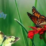 National-Butterfly-Center_Desktop_ET