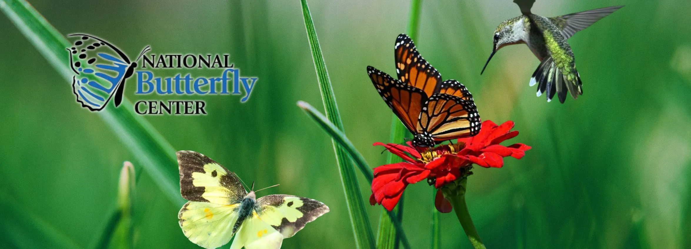 National-Butterfly-Center_Desktop_ET