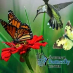 National-Butterfly-Center_Mobile_ET
