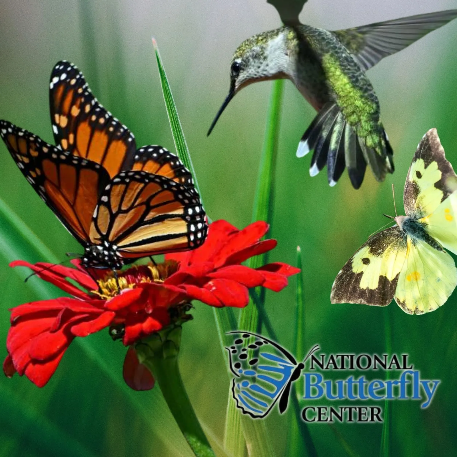 National-Butterfly-Center_Mobile_ET
