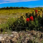 R-D-Kothmann-Insurance-Agency_Desktop_ET