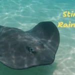 Stingray-Reef_Desktop_ET