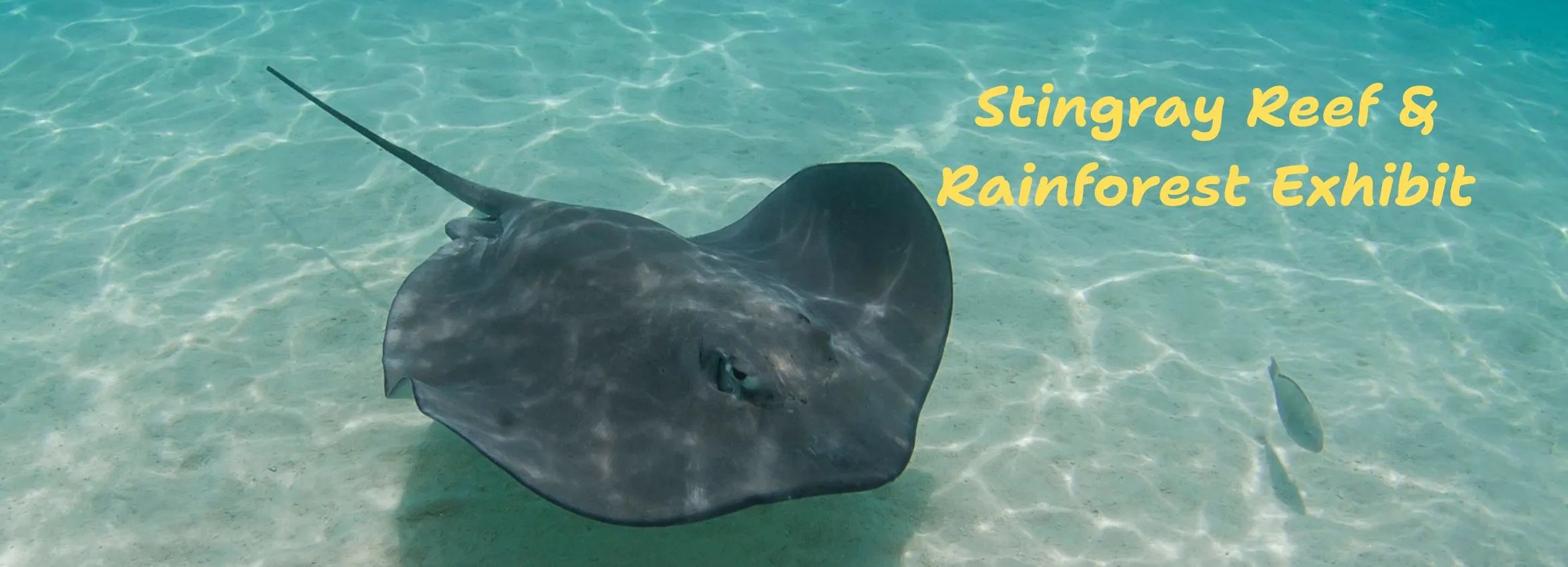 Stingray-Reef_Desktop_ET