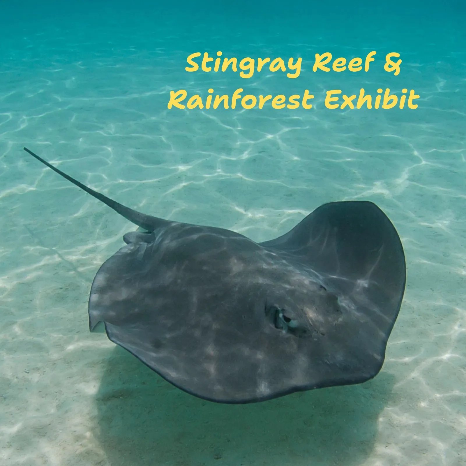 Stingray-Reef_Mobile_ET