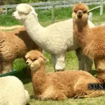 Sundance-Hill-Farm_Desktop_ET