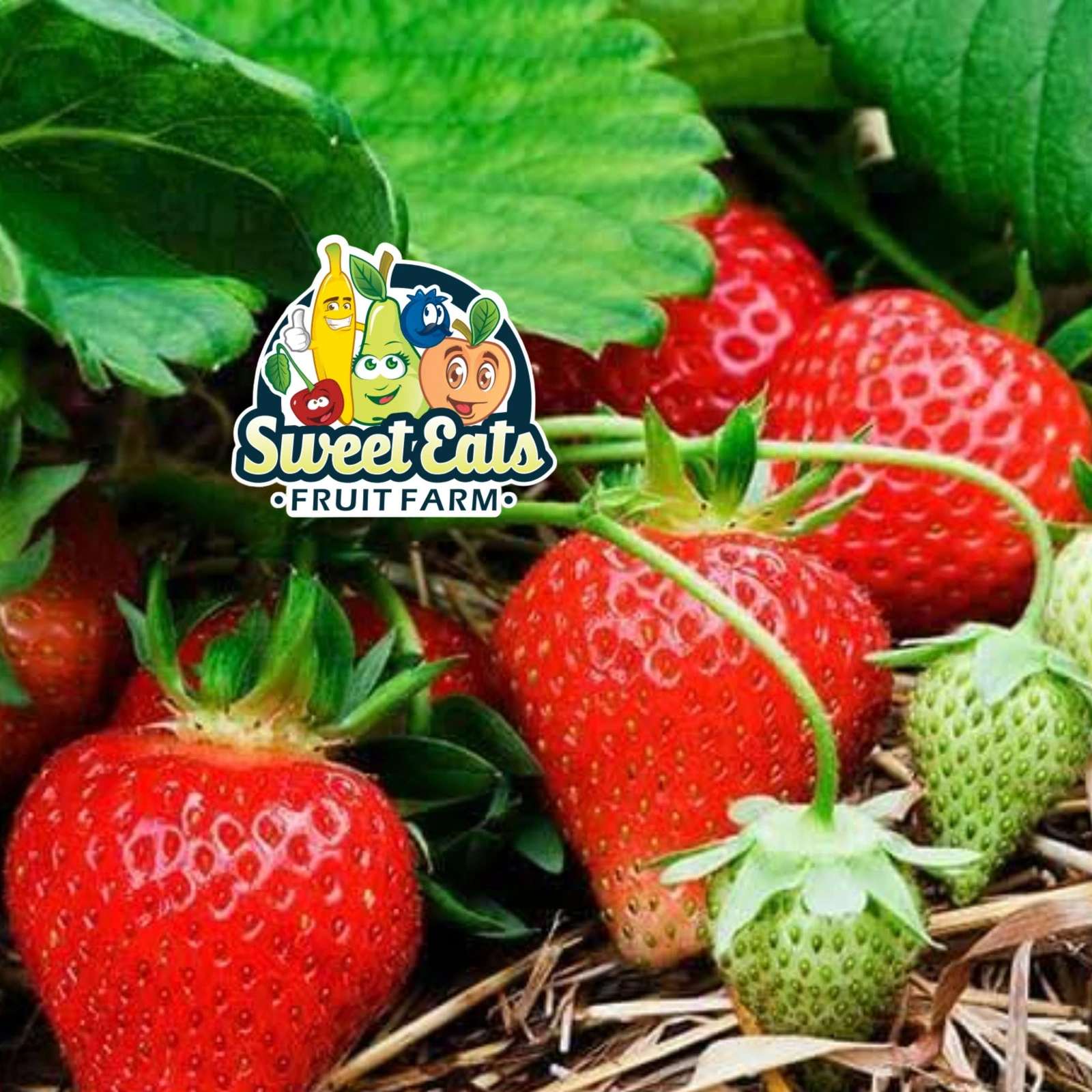 Sweet-Eats-Fruit-Farm_Mobile_ET
