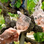 The-Vineyard-Wine-Company_Desktop_ET