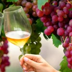 Vingo-Vineyards_Desktop_ET