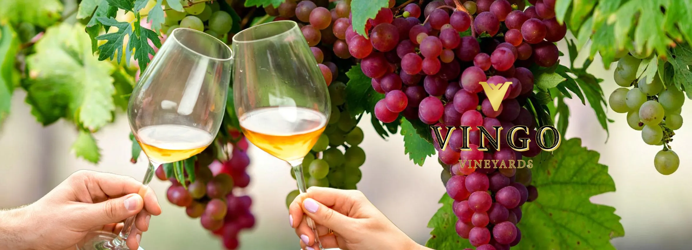 Vingo-Vineyards_Desktop_ET