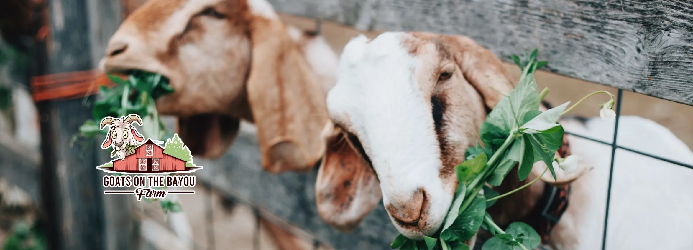 Goats-on-the-Bayou-Farm_Desktop_ET-