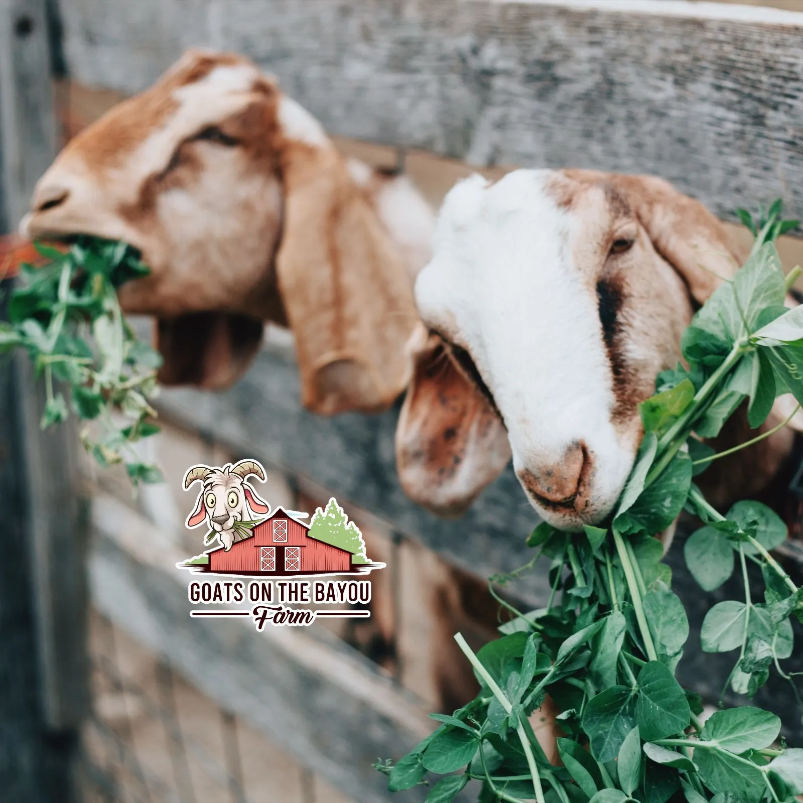 Goats-on-the-Bayou-Farm_Mobile_ET-
