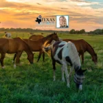 Jessica-Rumbaugh-Texas-Land-Home_Mobile_ET