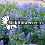 Lady-Bird-Johnson-Wildflower-Center_Desktop_ET
