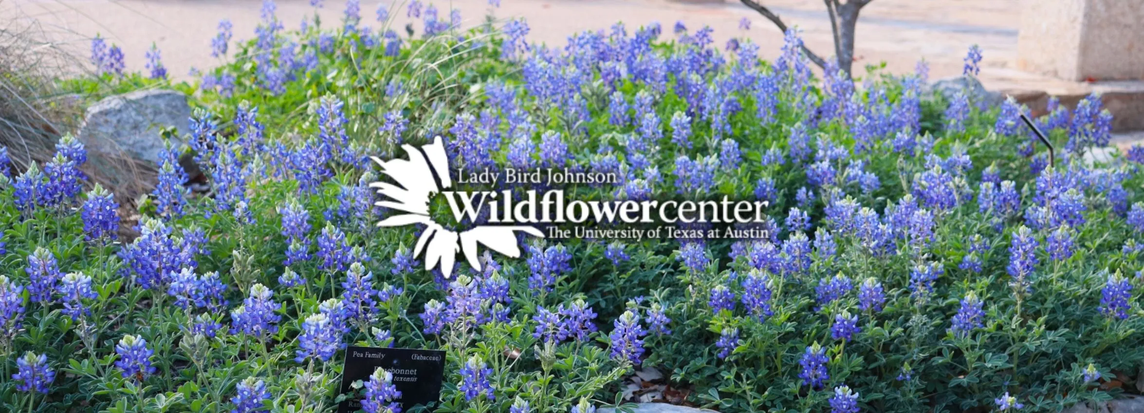 Lady-Bird-Johnson-Wildflower-Center_Desktop_ET