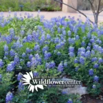 Lady-Bird-Johnson-Wildflower-Center_Mobile_ET