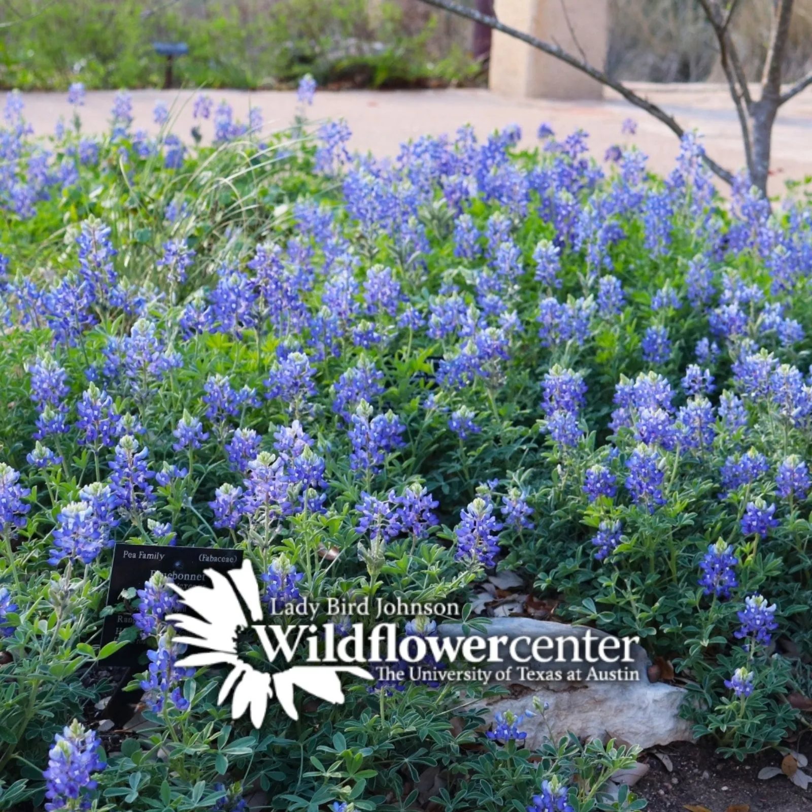 Lady-Bird-Johnson-Wildflower-Center_Mobile_ET