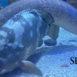 Sea-Center-Texas_Desktop_ET