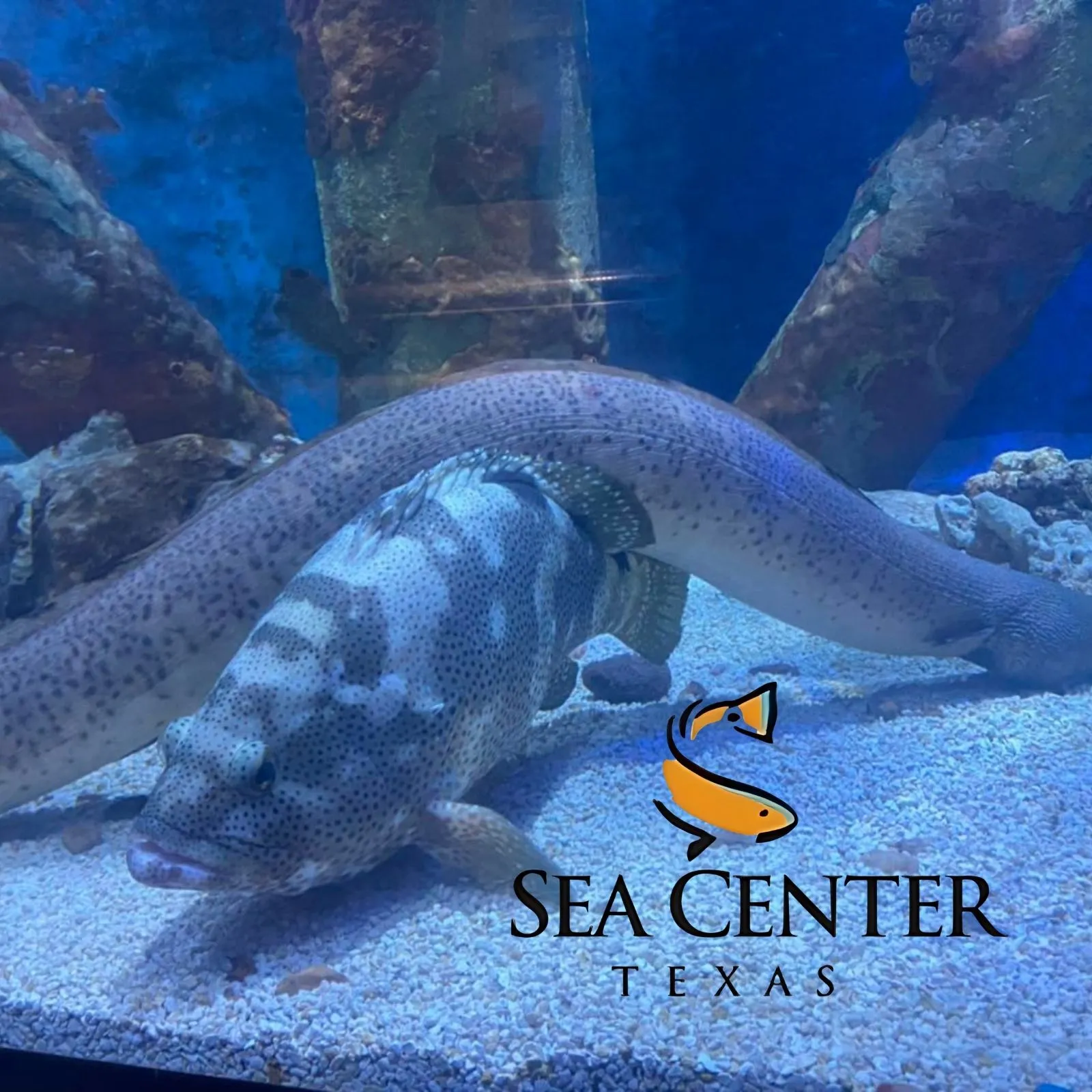 Sea-Center-Texas_Mobile_ET