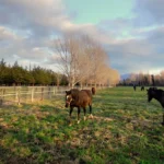 Texas-Ranch-Brokers_Desktop_ET