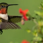 Xtreme-Hummingbird-Xtravaganza_Desktop_ET
