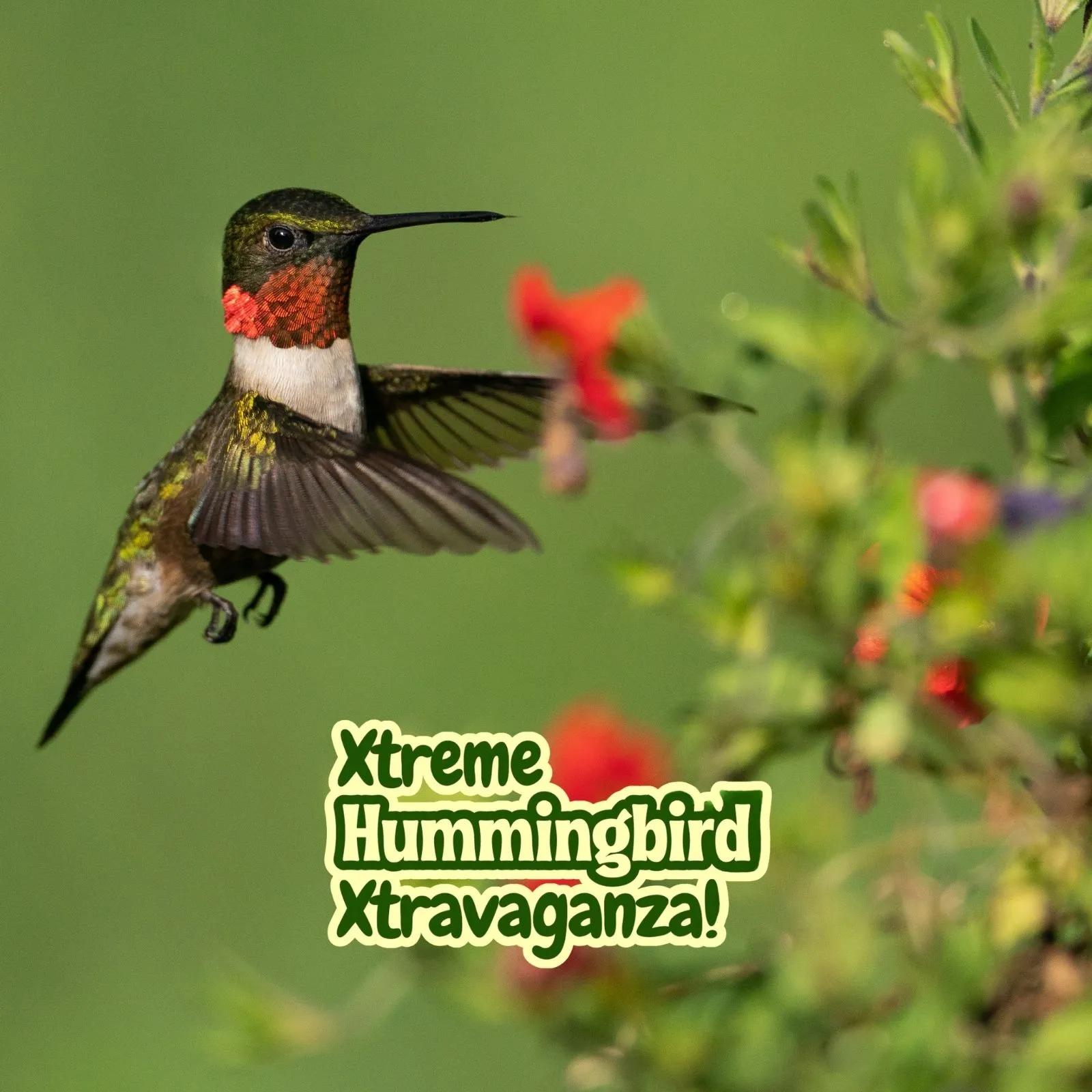 Xtreme-Hummingbird-Xtravaganza_Mobile_ET