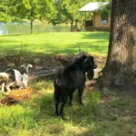 Goats-on-the-Bayou-Farm_Desktop_ET