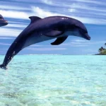 Baywatch-Dolphin-Tours_Desktop_ET