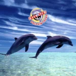Baywatch-Dolphin-Tours_Mobile_ET