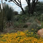 Chihuahuan-Desert-Research-Institute_Desktop_ET