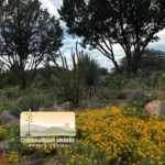 Chihuahuan-Desert-Research-Institute_Mobile_ET