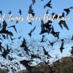 The-Eckert-James-River-Bat-Cave-Preserve_Desktop_ET