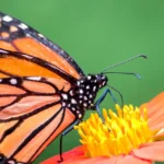 Butterfly-Festival_Desktop_ET