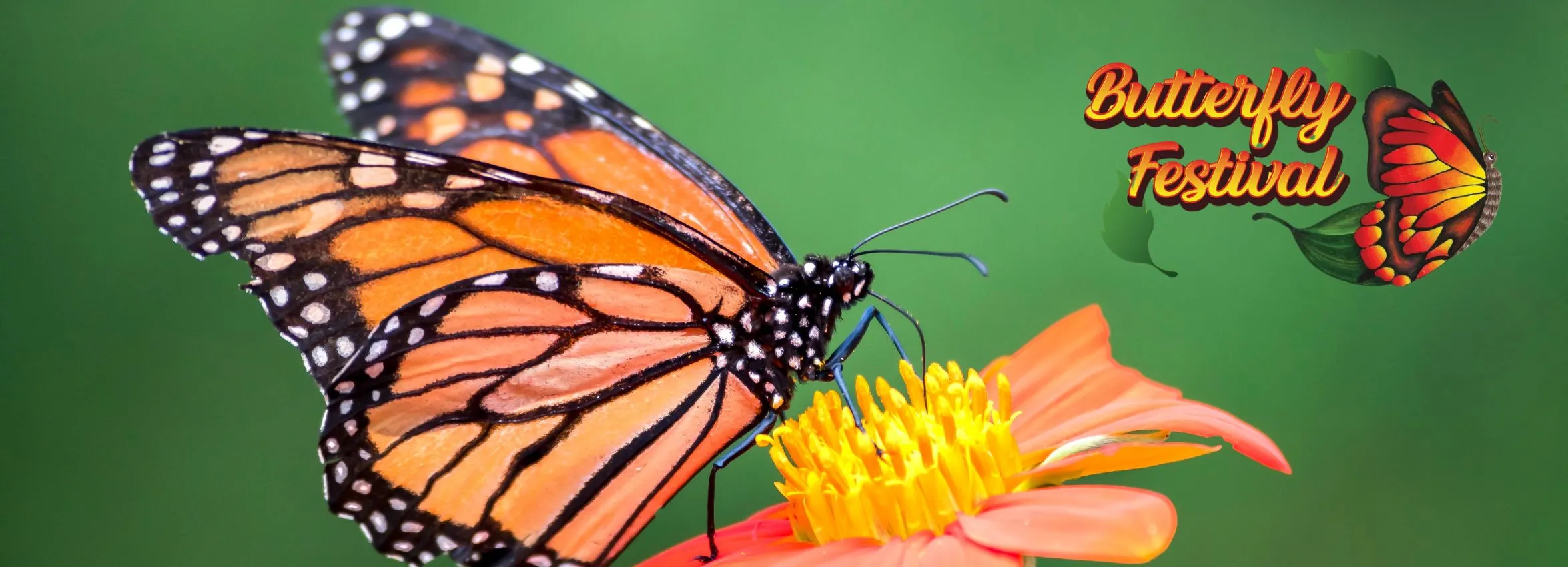 Butterfly-Festival_Desktop_ET