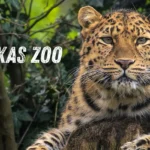 Capital-of-Texas-Zoo_Desktop_ET