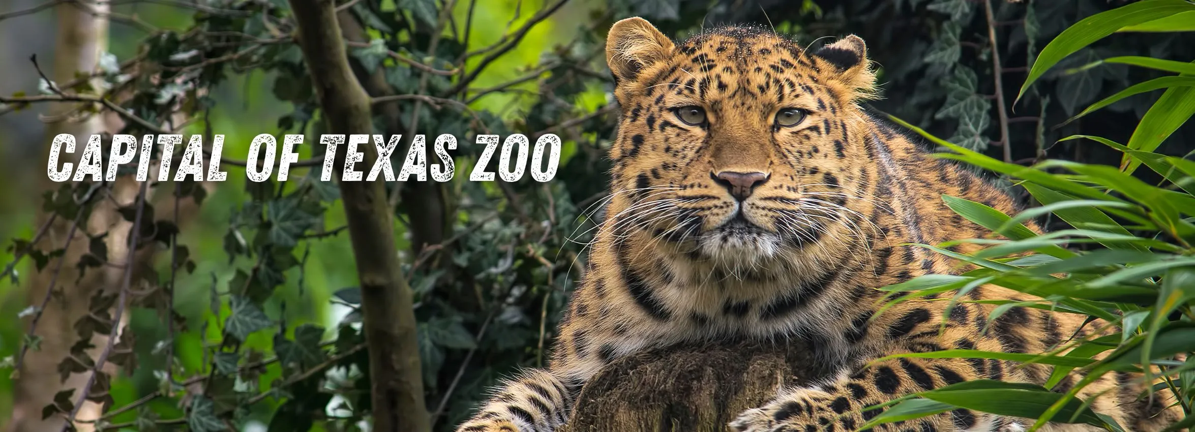 Capital-of-Texas-Zoo_Desktop_ET
