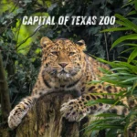 Capital-of-Texas-Zoo_Mobile_ET