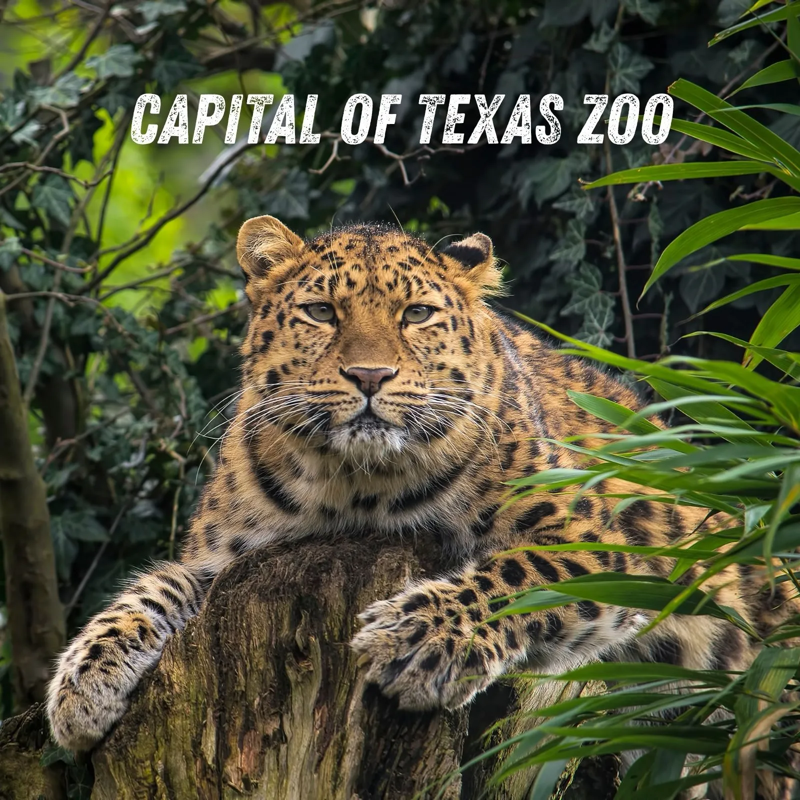 Capital-of-Texas-Zoo_Mobile_ET