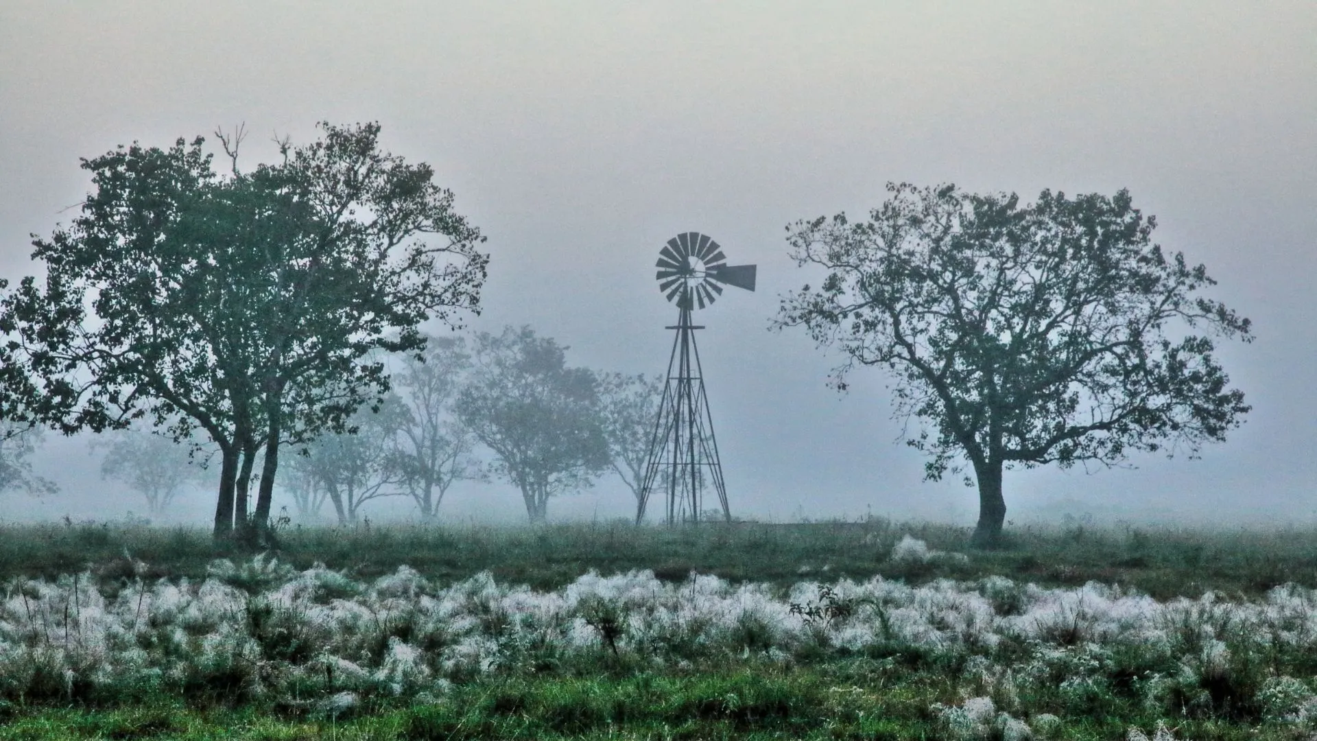Damon-Texas