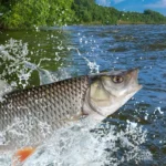 Fishin-Fiesta_Desktop_ET