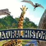 Bandera-Natural-History-and-Art-Museum_Desktop_ET