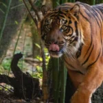 Dallas-Zoo_Desktop_ET