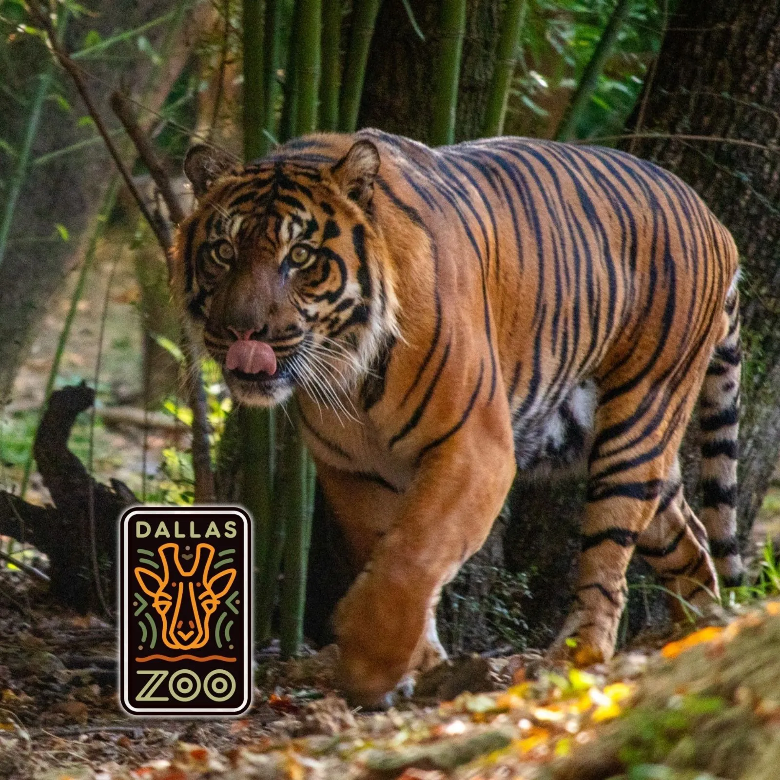 Dallas-Zoo_Mobile_ET