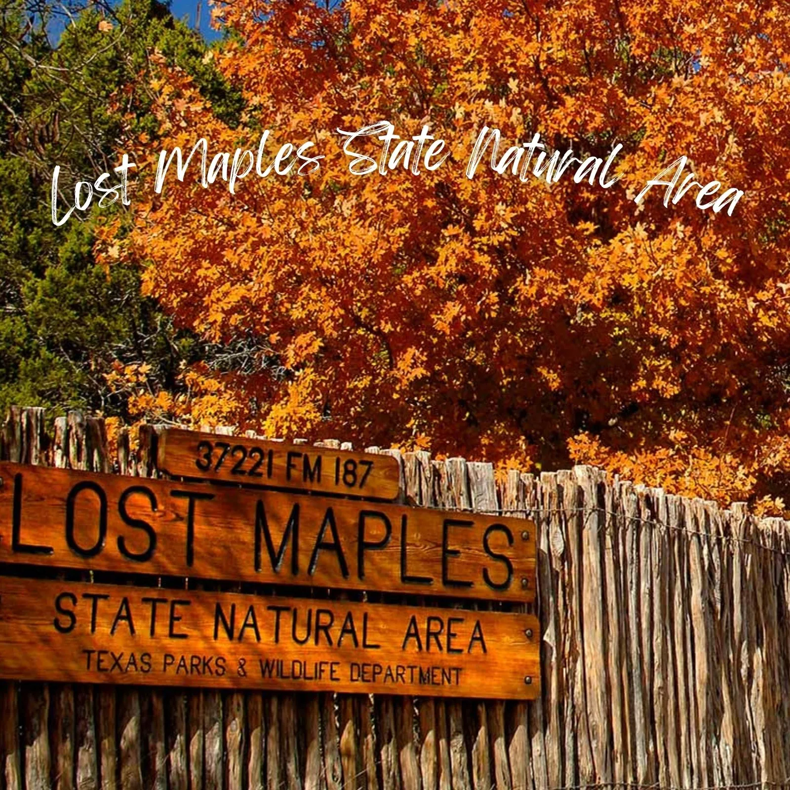 Lost-Maples-State-Natural-Area_Mobile_ET
