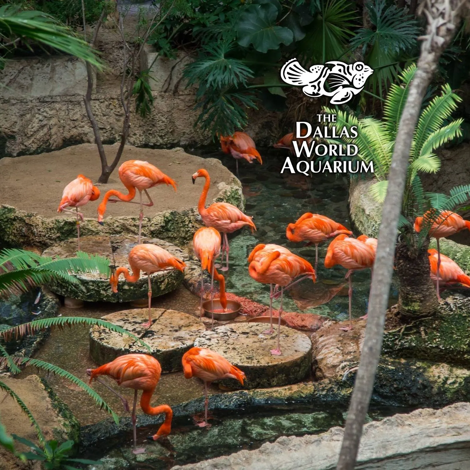 The-Dallas-World-Aquarium_Mobile_ET